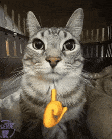 cat gif